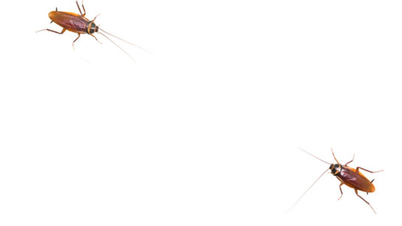 Cockroach Allergens Help Explain Why Childhood Asthma is More Prevalent ...