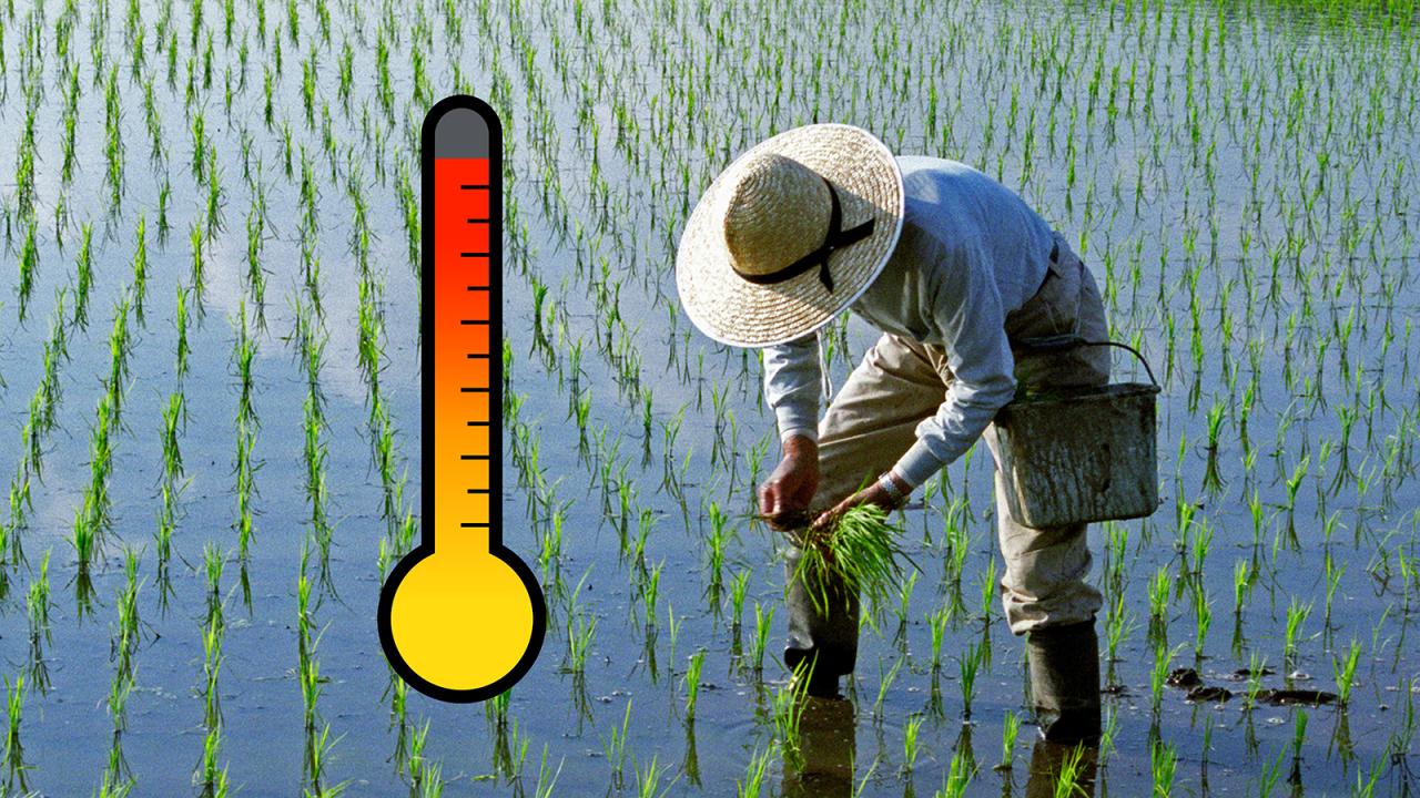 Climate Change May Lead to Rising Arsenic Levels in Paddy Rice ...