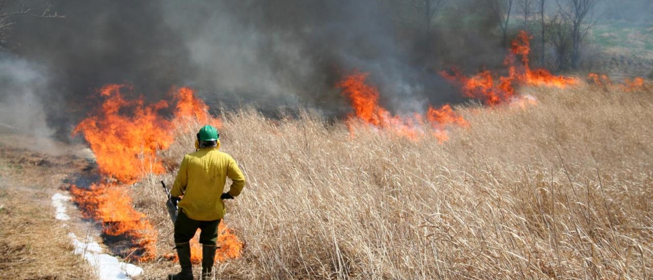 Insignificant Fire Low-Intensity Fires Reduce Wildfire Risk by 60 Percent | Columbia ...