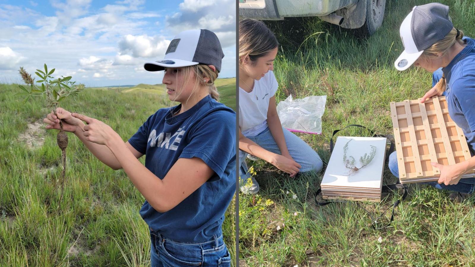 Students collecting and preserving traditional plant samples