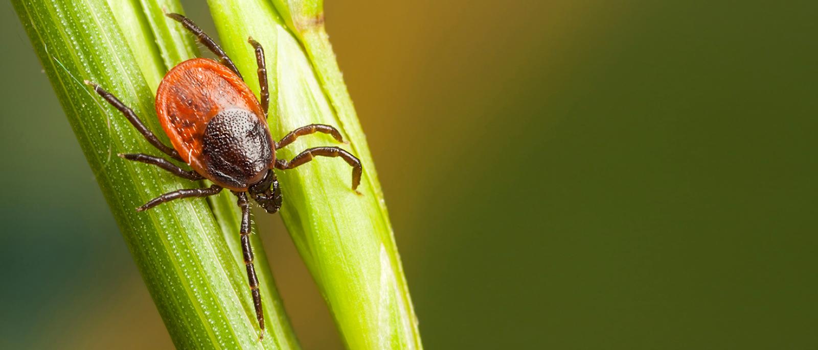 First Multiplex Test for Tick-Borne Diseases | Columbia University ...