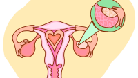 Artwork of female organs