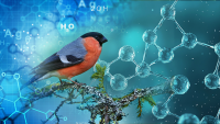 bird with molecules