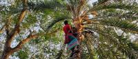 A farmer is cutting dates trees to collect sap in Barisal in Bangladesh, 2024.