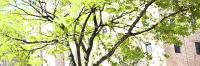 A photo of the Allan Rosenfield Building on a sunny spring day with fresh leaves on a tree in Haven Plaza